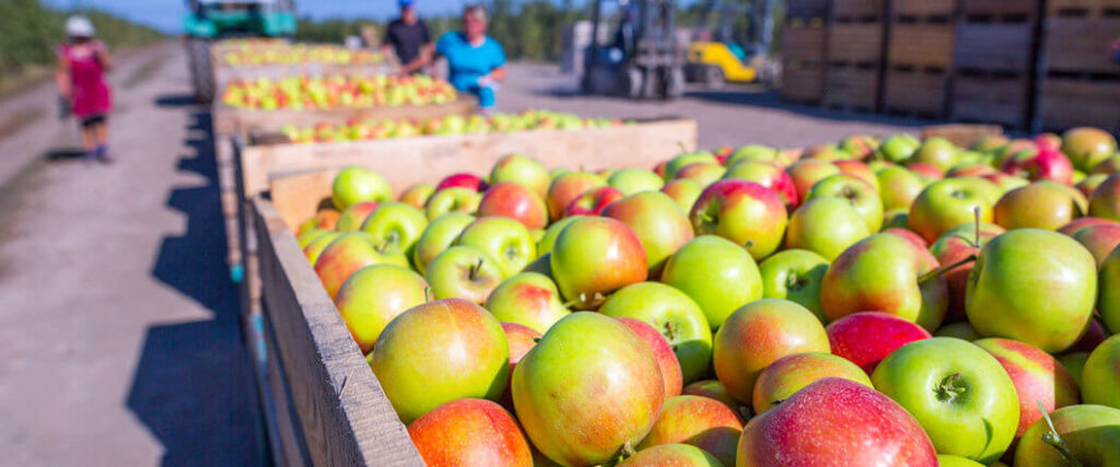 close up view of a crate filled with apples